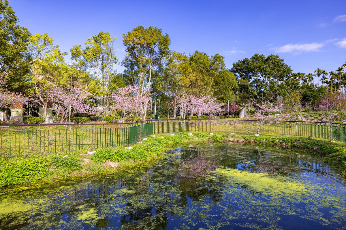 「小半天石馬公園」的河津櫻將於2月底盛開。 圖：取自南投縣政府官網