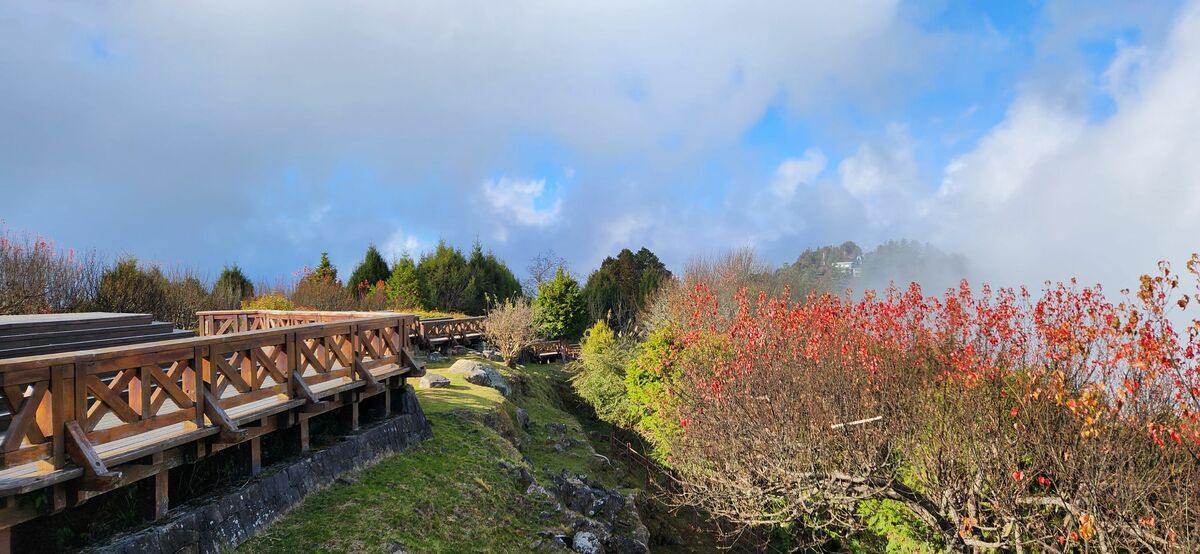 阿里山國家森林遊樂區春節期間每天24小時服務不間斷。 圖：林業及自然保育署嘉義分署／提供
