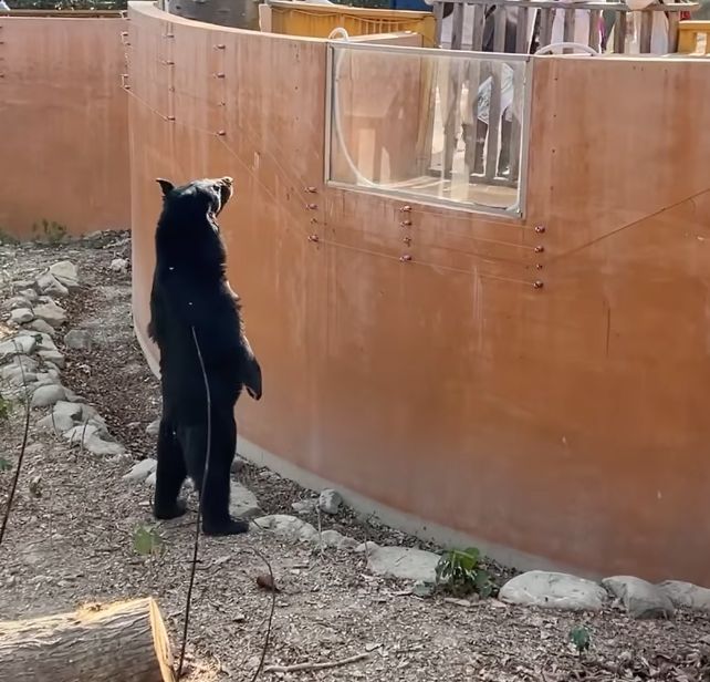 高雄壽山動物園明星動物台灣黑熊波比昨日站起身跟遊客對望。 圖：翻攝自壽山動物園FB
