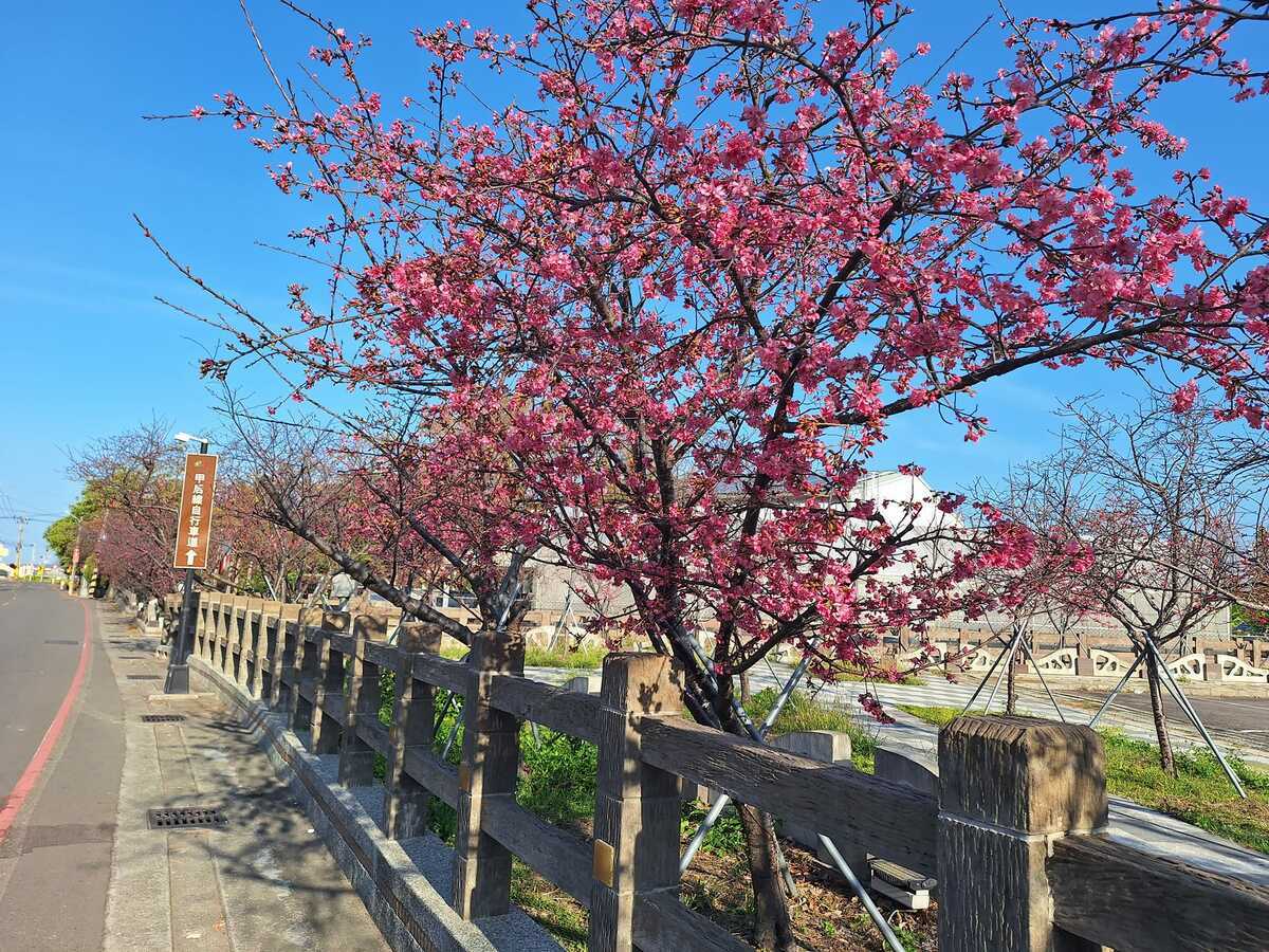 今年的泰安櫻花季將於2月25日登場，泰安派出所於2月18日、2月24日至3月3日，並延伸至3月9、10日，實施為期12天的交通管制。 圖：取自泰安派出所臉書專頁