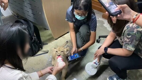 這隻兩個月大的幼獅重量僅 6 公斤半，儘管針對該幼獅的醫療檢測顯示正常，但獸醫表示牠仍須接受「強化治療」，以恢復適合其年齡的體重 圖：取自「X」@KhaosodEnglish