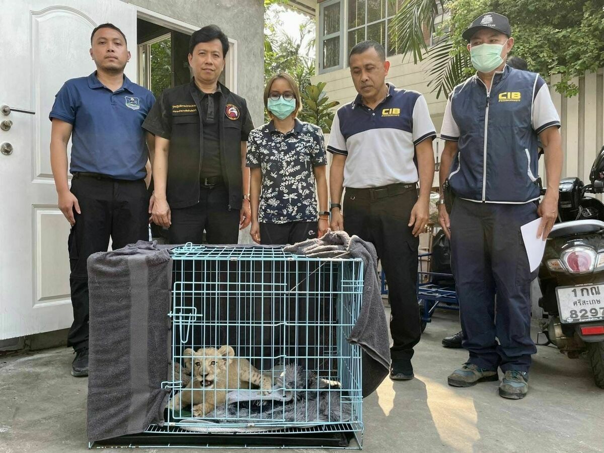 「泰國自然資源及環境犯罪處」接獲通報，據稱有一隻兩個月大的雌獅每天在普吉島一間咖啡廳被展示約 2 到 3 小時，13 日遂偕當地警方前往搜查。 圖：取自「X」@KhaosodEnglish