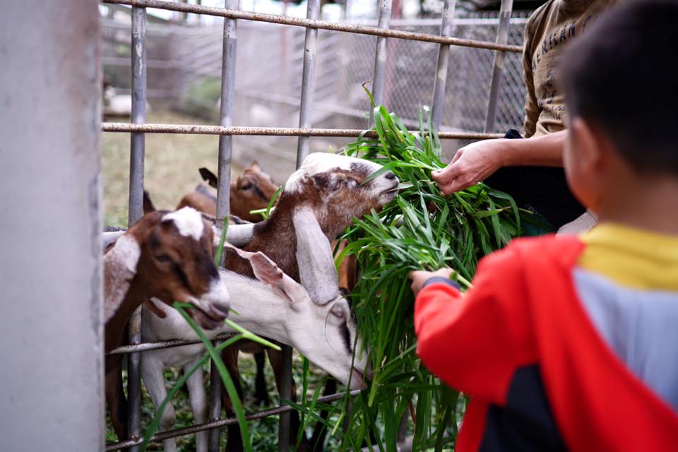 小朋友們餵食羊咩咩吃牧草 圖：禾光牧場─羊咩咩的家提供