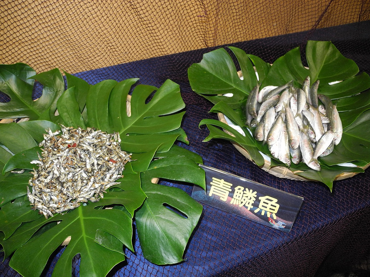 蹦火仔漁法捕捉的青鱗魚小魚、成魚。 圖：王峻昌／攝