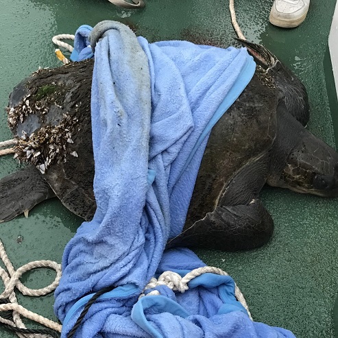 1月吉利蛋在海上漂浮經海巡人員救起。 圖：林務局/提供
