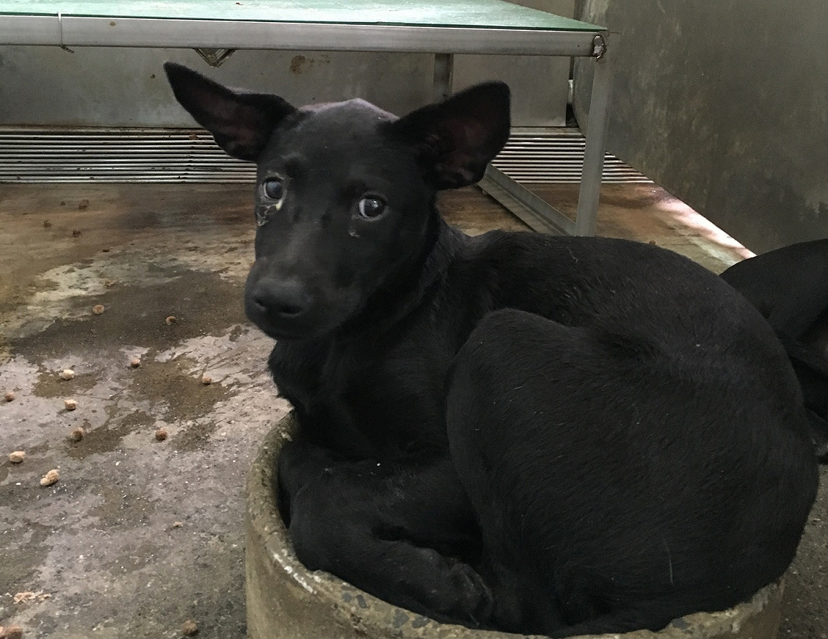 彰化縣友善動物大聯盟，與Taiwan SPCA台灣防止虐待動物協會、台灣心愛動物協會於今(27)日，帶著兩萬份聯署書拜會了彰化縣政府，要求盡快完成彰化收容所溪州新園區。彰化員林收容所現況。 圖：Taiwan SPCA／提供