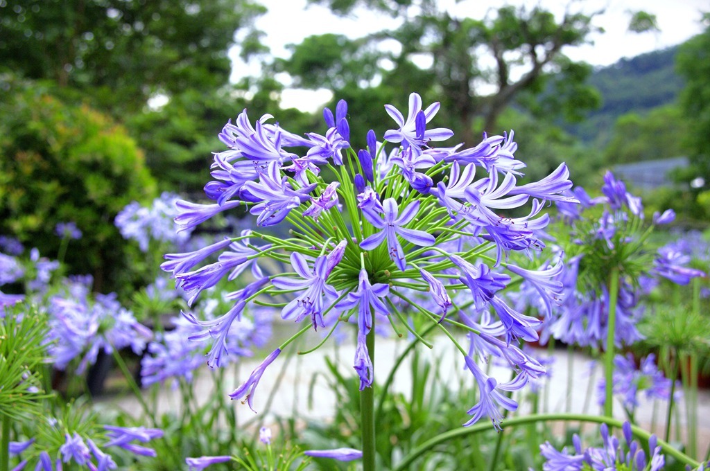 藍紫色的愛情花花瓣圍繞成圈，好似數對情侶佳人圍繞跳著華爾滋 圖：交通部觀光局提供