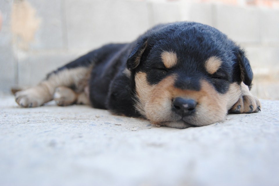 讓狗狗健健康康的陪伴主人，是一種浪漫的幸福！ 圖：寵毛網petsmao資訊平台提供
