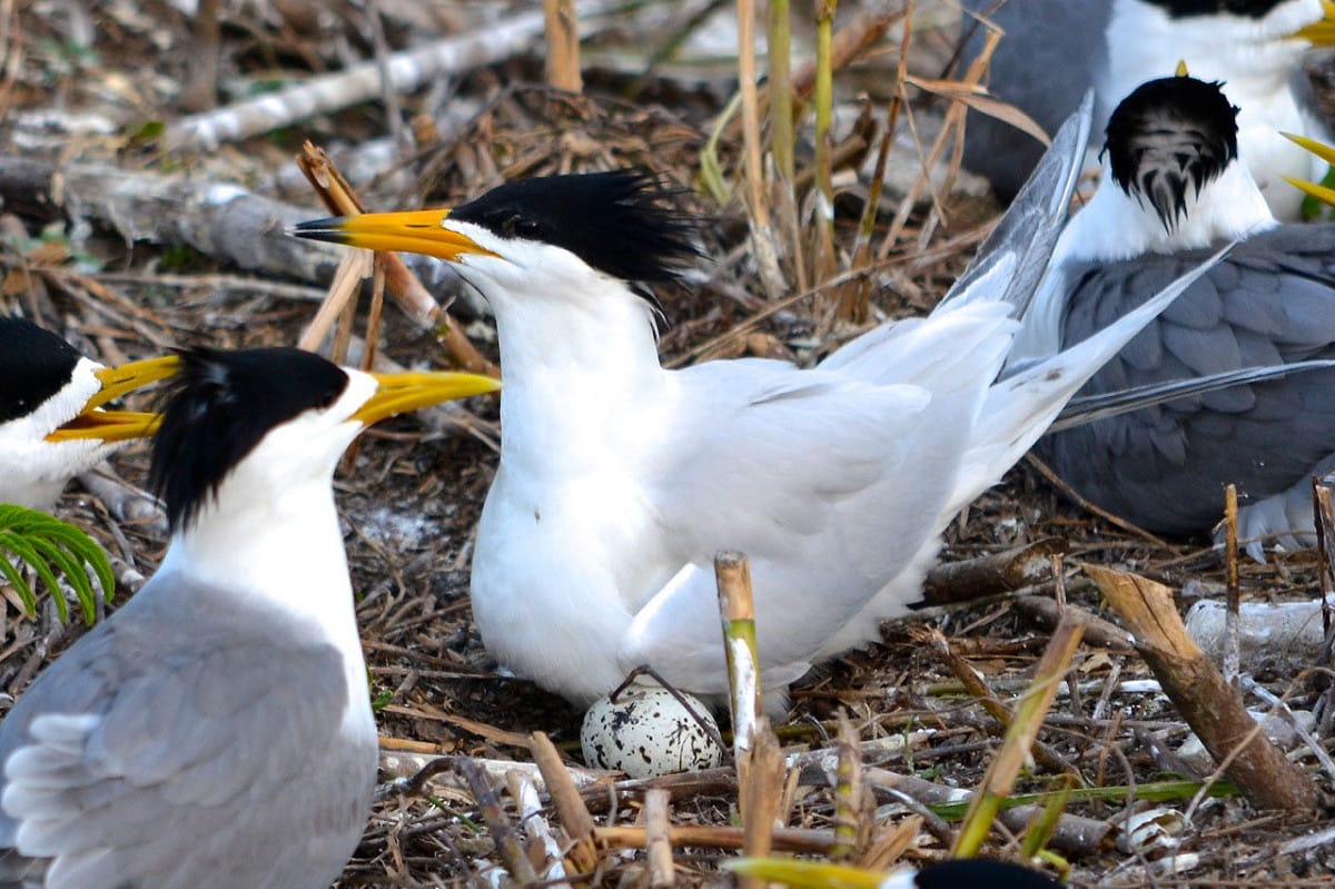 黑嘴端鳳頭燕鷗身長約43公分，嘴橘黃色，嘴尖三分之一為黑色，但最尖端為白色，頭頂著黑羽如同皇冠。一身白色羽毛，但背部較灰，擁有黑色的腳，以魚類為主食。 圖：翻攝自維基百科
