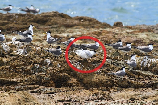 黑嘴端鳳頭燕鷗是鷗科鳥類最為稀少的一種，根據2000年國際鳥盟所估計的數據，當時全世界的數量少於50隻，在鳥類紅皮書中被列為「有瀕臨絕種危險」等級，馬祖地區近年來對於燕鷗保育成效斐然，在燕鷗群中多次拍到黑嘴端鳳頭燕鷗的蹤影。 圖：馬祖風景管理處提供