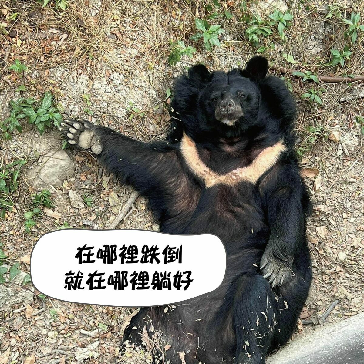 壽山動物園以「別管我～我今生就想躺在這」為主題，在貼文與留言區都附上了動物們可愛的躺平照片和影片。 圖：翻攝自Shou Shan Zoo 壽山動物園  粉絲專頁