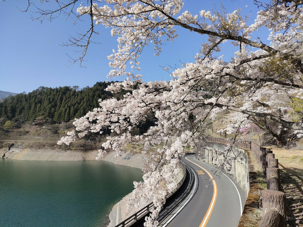 奧多摩湖邊的櫻花盛開，可在步道上盡情觀賞，也適合駕車遊覽。 圖：奧多摩觀光協會／提供