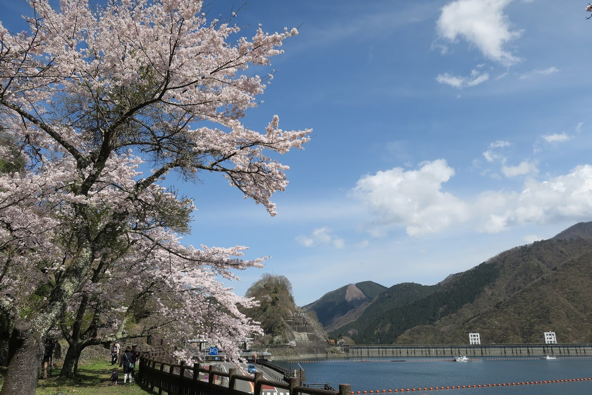 在奧多摩湖身處大自然之中賞櫻，感受與在都市中完全不同的樂趣。 圖：奧多摩觀光協會／提供