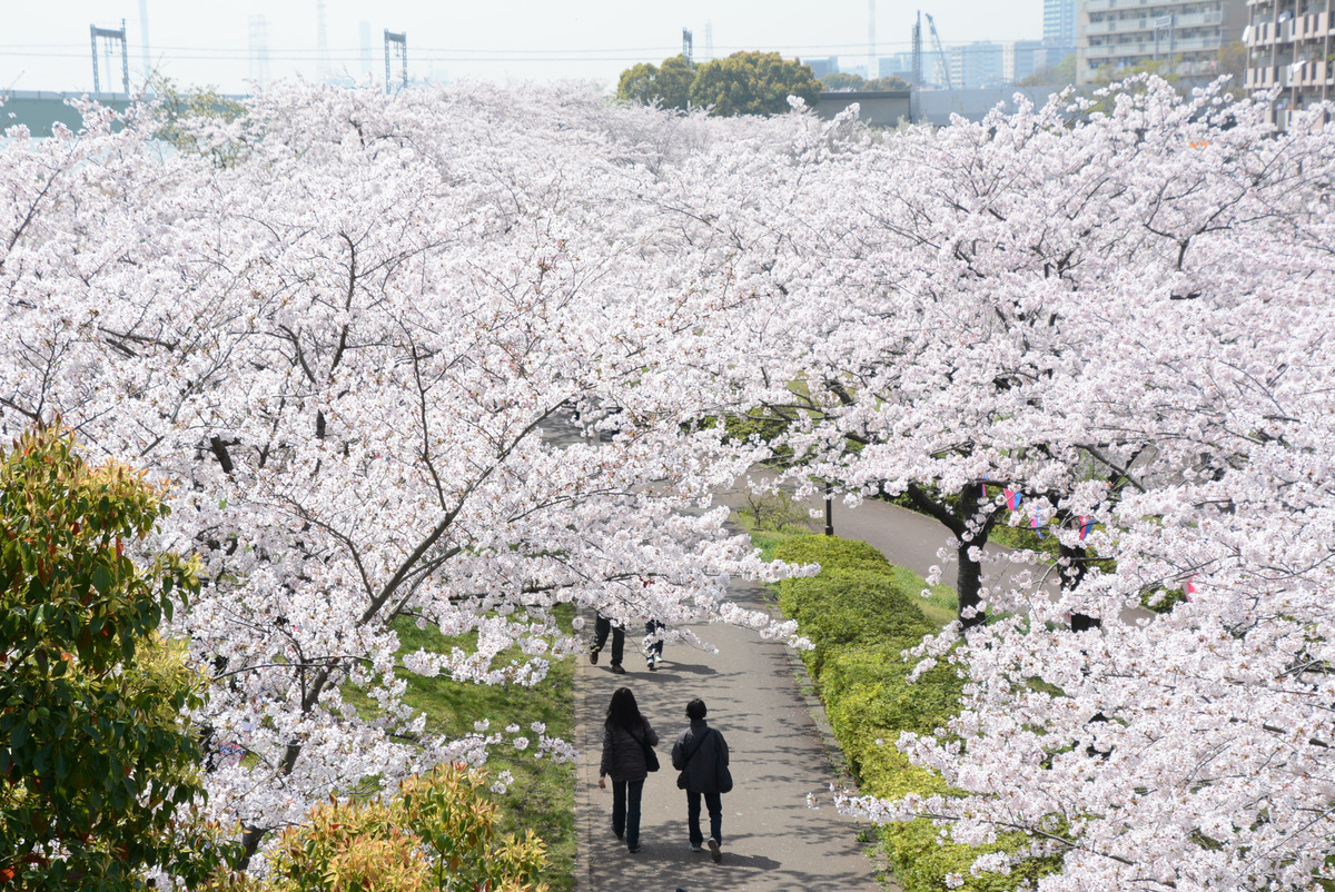 小松川千本櫻數量眾多，花費10年種植而成。 圖：江戶川區／提供