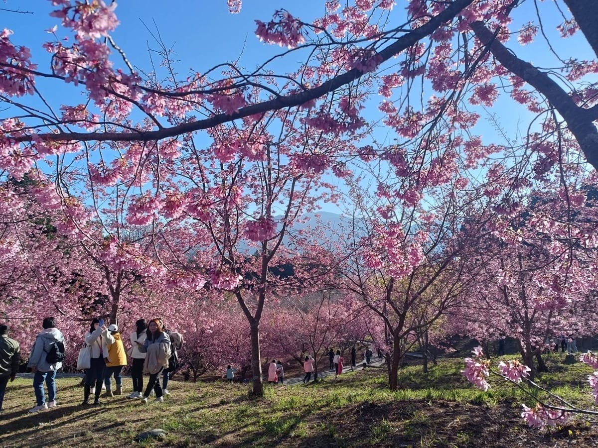 參山處推出多條路線免費接送服務，方便自由行旅客上武陵賞櫻花。 參山處/提供