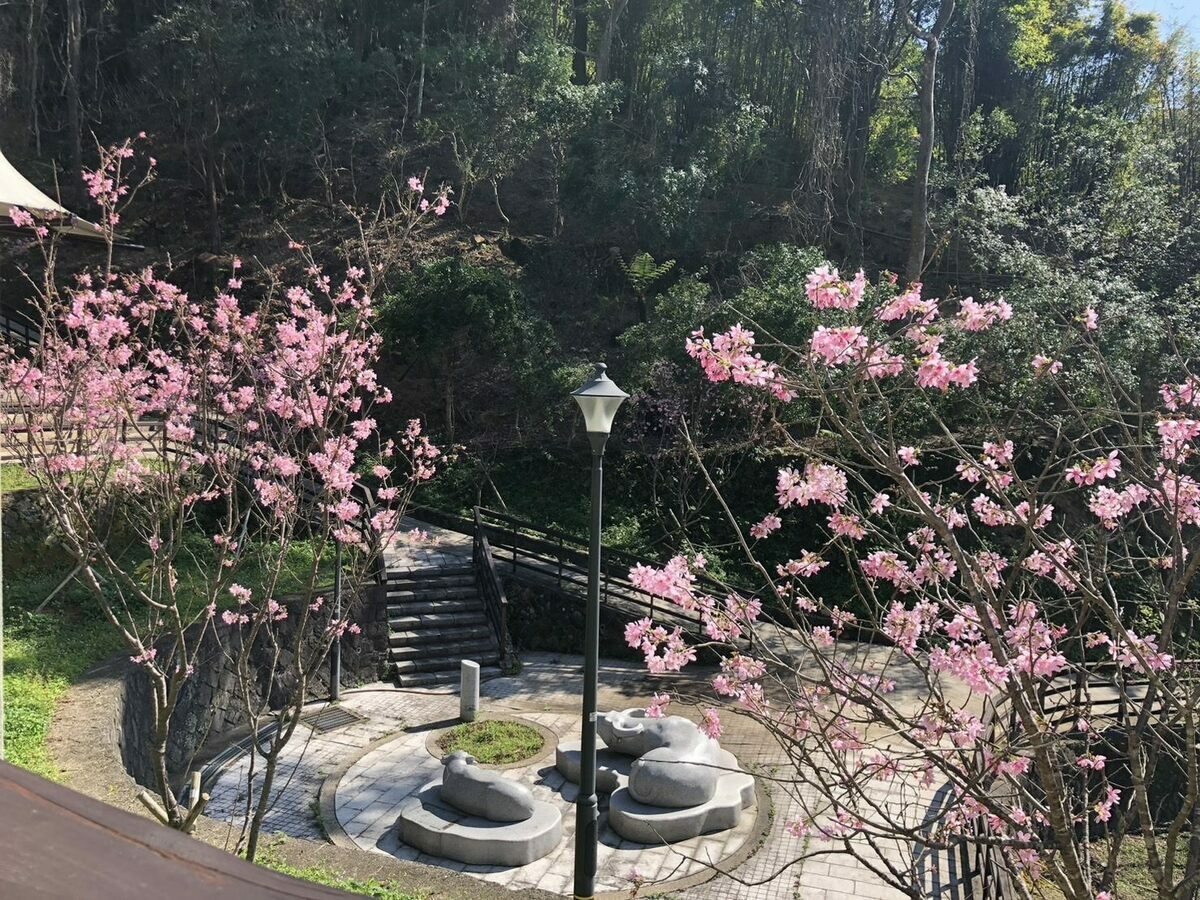 指南風景區以當地人文地貌特色，打造千階竹柏參道及指南宮後山祈福山徑，讓遊客可沿山徑伴隨著櫻花拾級而上。 圖：台北市政府工務局大地工程處／提供