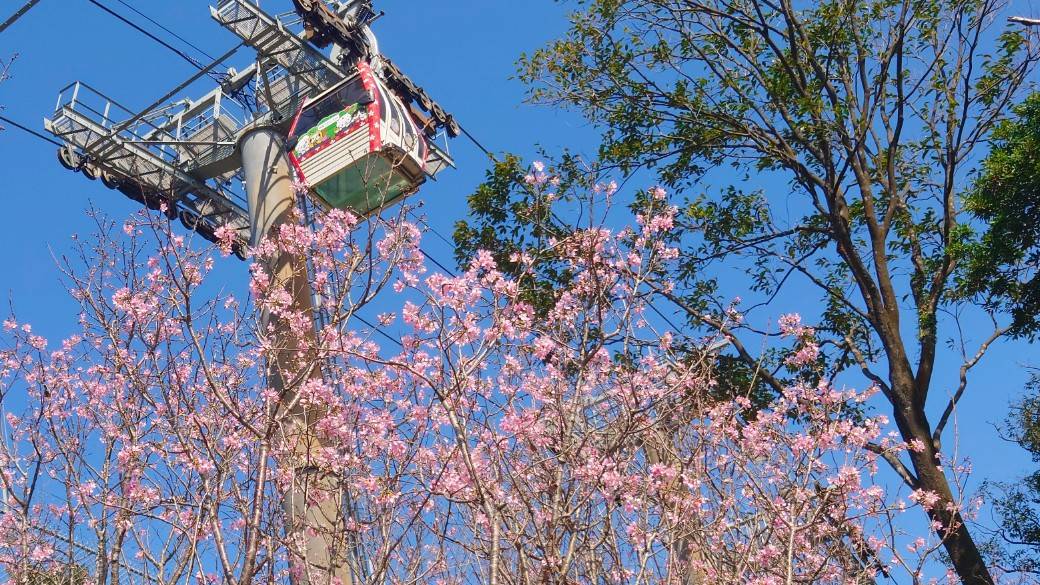 賞花遊客可以搭乘貓空纜車俯瞰滿山粉櫻色花海。 圖：台北市政府工務局大地工程處／提供