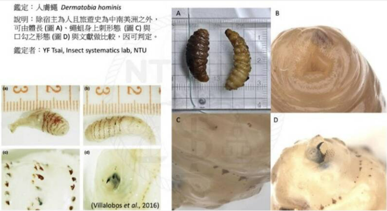 馬蠅主要分布在中南美洲，是一種寄生性蒼蠅，會將蟲卵產在其他節肢動物(如蚊子)的腹部，當蚊蟲叮咬宿主時蟲卵就會順勢落到傷口上。卵在宿主體溫下孵化成的幼蟲，會從叮咬的傷口或毛囊鑽進皮膚內。 圖：馬偕醫院／提供