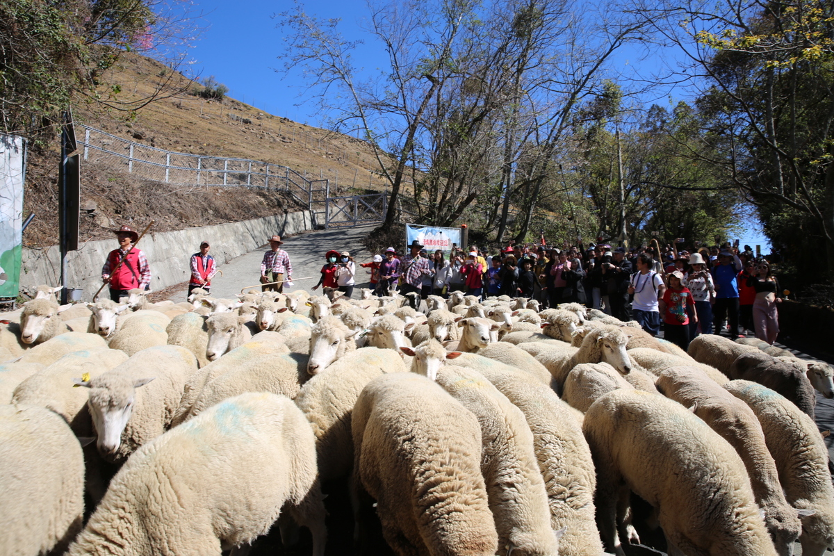 今年奔羊節有113頭綿羊和近3千位遊客一同路跑，奔馳在台14甲公路上，有趣又壯觀的畫面讓不少人驚呼連連。 圖：取自清境農場臉書
