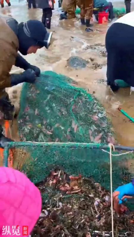 中國民眾在岸邊分揀海腸。 圖：翻攝微博影片