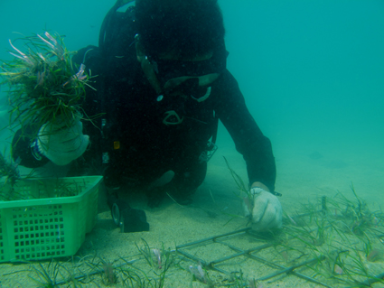 水試所澎湖漁業生物研究中心為國內最早投入海草床移植、修復，與保育研究的單位，圖為研究中心人員正在做海草移植工作。 圖：農業部水產試驗所澎湖漁業生物研究中心／提供（資料照）