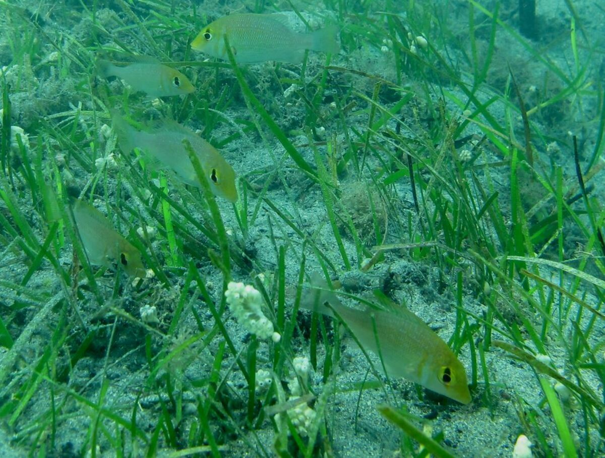農業部水產試驗所將於3月1日上午10點，辦理「世界海草日」活動，圖為龍占科魚類與海草床。 圖：農業部水產試驗所澎湖漁業生物研究中心／提供（資料照）