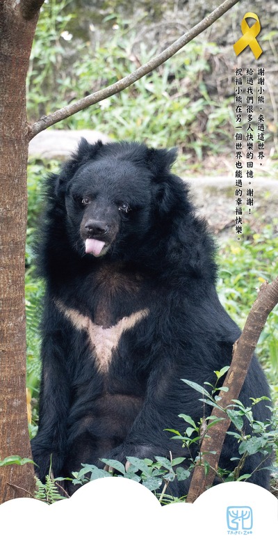 北市動物園最年長黑熊、34歲「小熊」辭世，動物園在臉書po文向「小熊」道別。 圖片來源/台北市立動物園