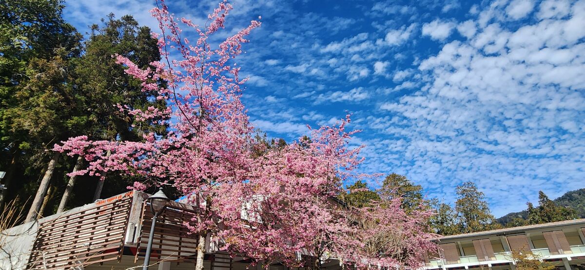 一年一度的阿里山花季即將來臨，將於3月10日至4月10日隆重登場，圖為香林服務區的阿龜櫻盛開狀況。 圖：公路局／提供