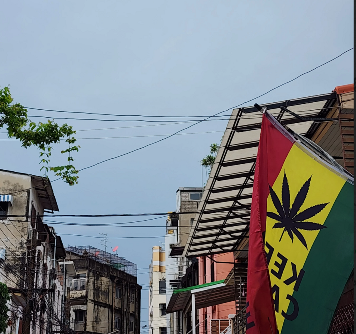 泰國政府將在今年底之前實施大麻管制，禁止娛樂性大麻，只開放醫療性大麻使用。 圖：翻攝自weed.th