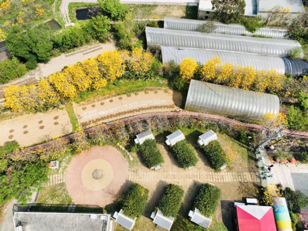 新埔巨埔休閒生態農場黃花風鈴木。(圖為：新埔巨埔休閒生態農場) 圖：新竹縣政府交通旅遊處／提供