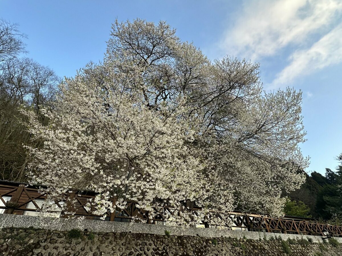 苗栗觀霧山莊前的霧社櫻王滿開。 圖：取自觀霧山莊