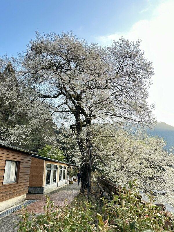 觀霧山莊也在臉書上PO出櫻王美照，滿滿白花炸開非常壯觀，預計3月初會逐漸進入盛花期。 圖：取自觀霧山莊