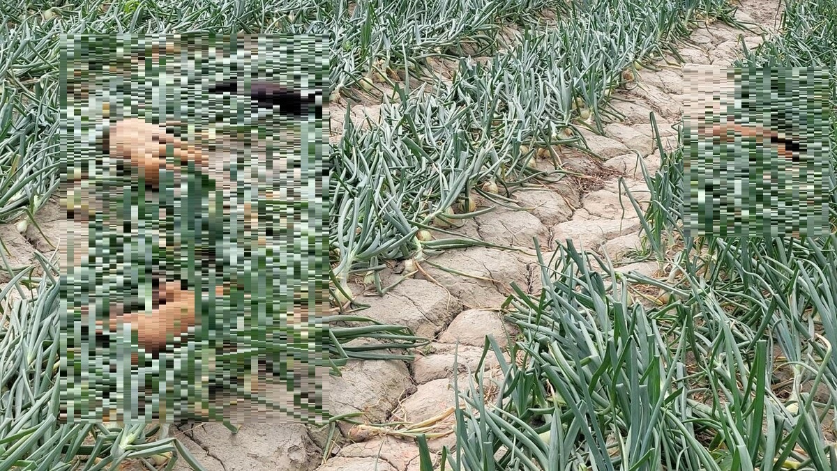 車城一處洋蔥田驚見遭毒雞腳毒死的狗群。 圖：屏東縣政府/提供