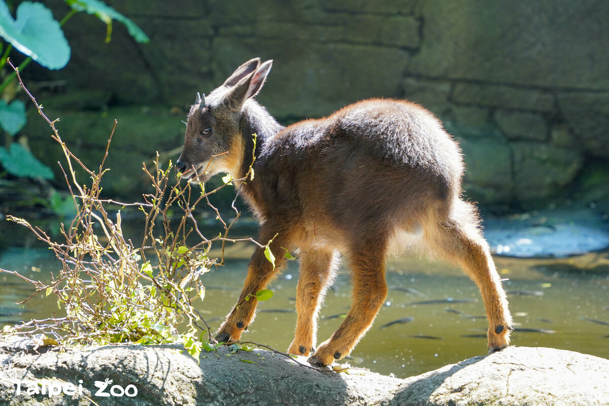 台北市立動物園最近迎來新朋友「皮蛋」，牠是去(112)年11月，由宜蘭縣動植物防疫所救援而來的野山羊。 圖：取自台北市立動物園官網