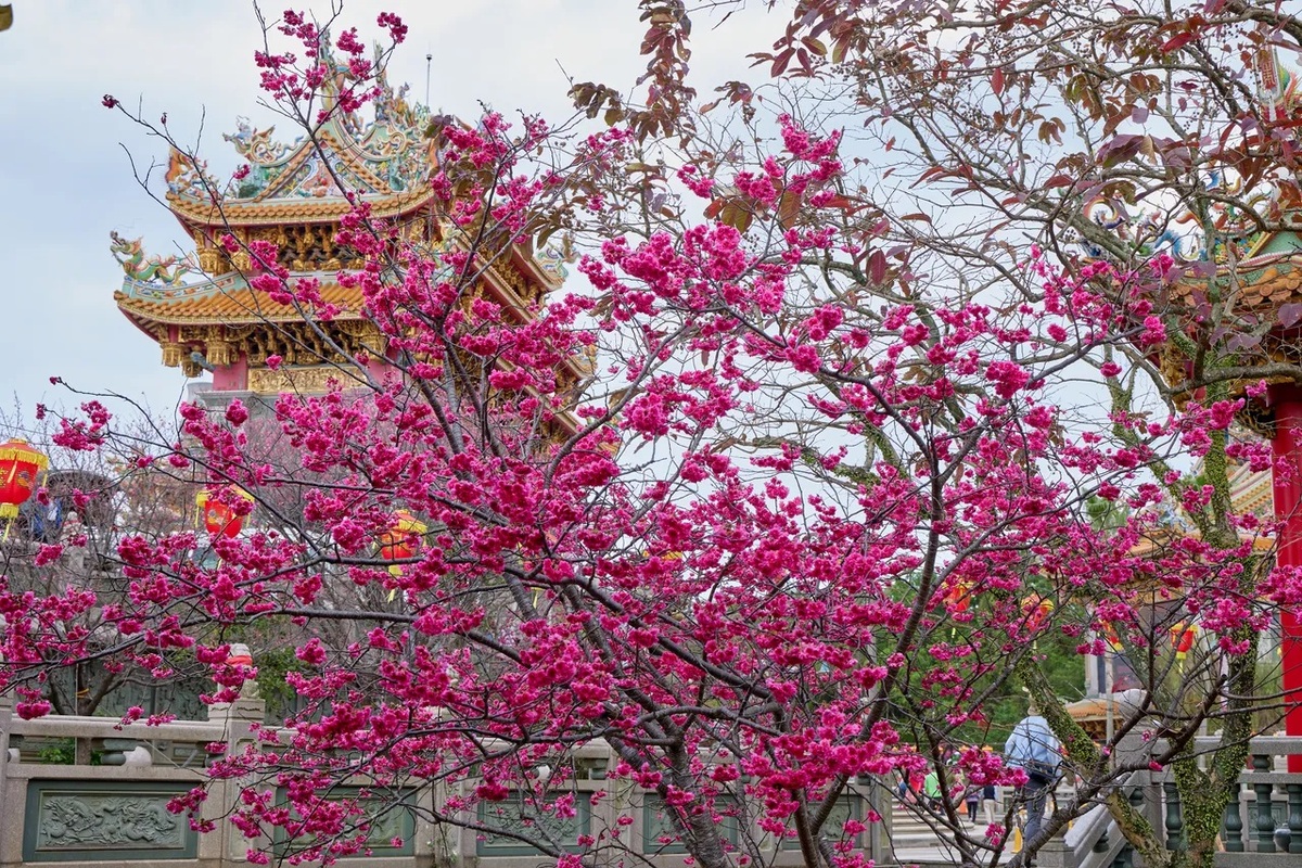 林口竹林山觀音寺是林口、蘆竹以及龜山等3地區的信仰中心，也是林口地區著名的賞櫻勝地之一。(圖為竹林山觀音寺) 圖：新北市景觀處／提供