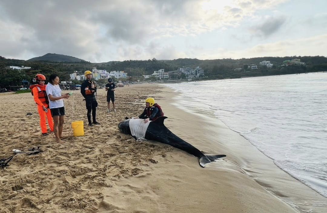 這隻海豚大約8點15分停止呼吸與生命跡象，事後預計運回成大鯨豚中心解剖研究。 圖：取自成大海洋生物暨鯨豚研究中心