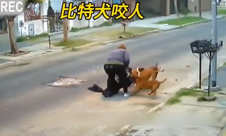 中國去年發生多起狗咬人事件。 圖 : 翻攝自西瓜視頻
