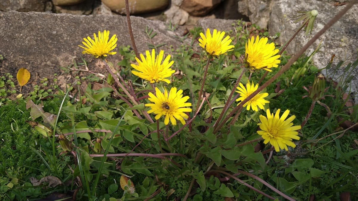桂花泉登山步道是台灣蒲公英的棲地。 台中市政府/提供