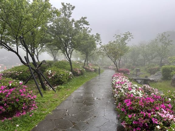 除了參與文化週活動，遊客還可上山欣賞不同的花卉景觀，陽明山花鐘區櫻花皆已盛開。 圖：取自台北市政府工務局公園處官網
