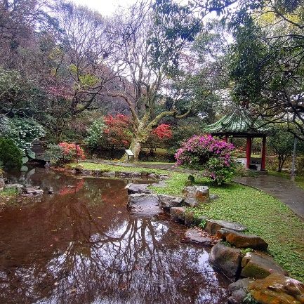 陽明公園內有超過8萬株的杜鵑花，花朵色彩繽紛，漫步在花叢中彷彿置身一片繽紛花海。 圖：取自台北市政府工務局公園處官網
