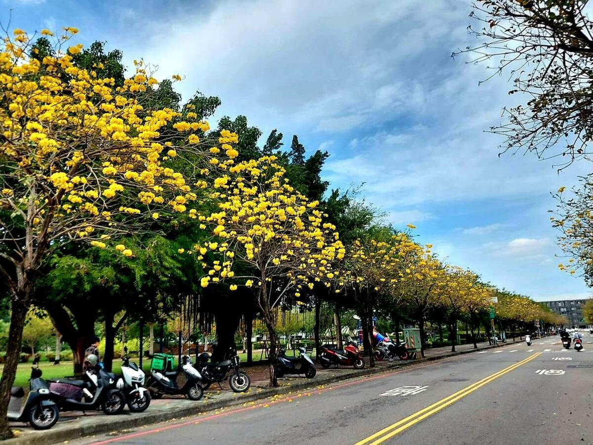 台中不少公園和街口的黃花風鈴木也盛開。 圖：台中市建設局／提供