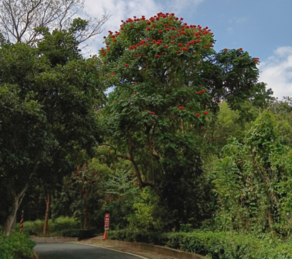 火焰木分布在虎頭埤園區各處。 圖： 台南市政府觀光旅遊局／提供