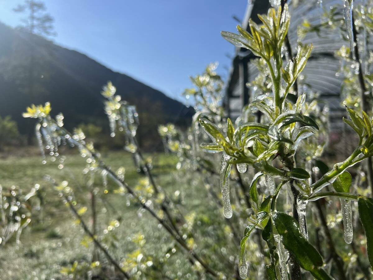 正值粉紫色櫻草花、潔白李花盛開，讓花也凍成冰晶。 圖：翻攝自武陵農場臉書