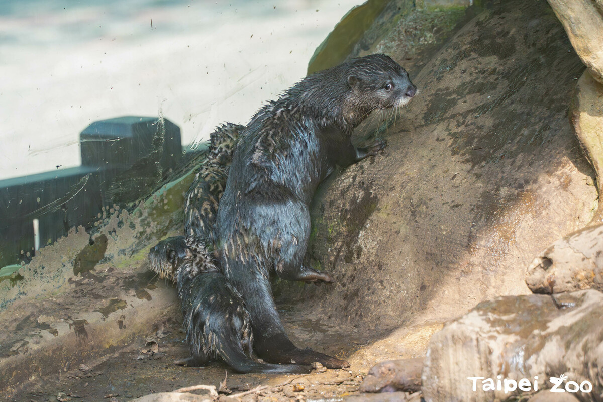 小爪水獺寶寶。 圖：翻攝自台北市立動物園官網