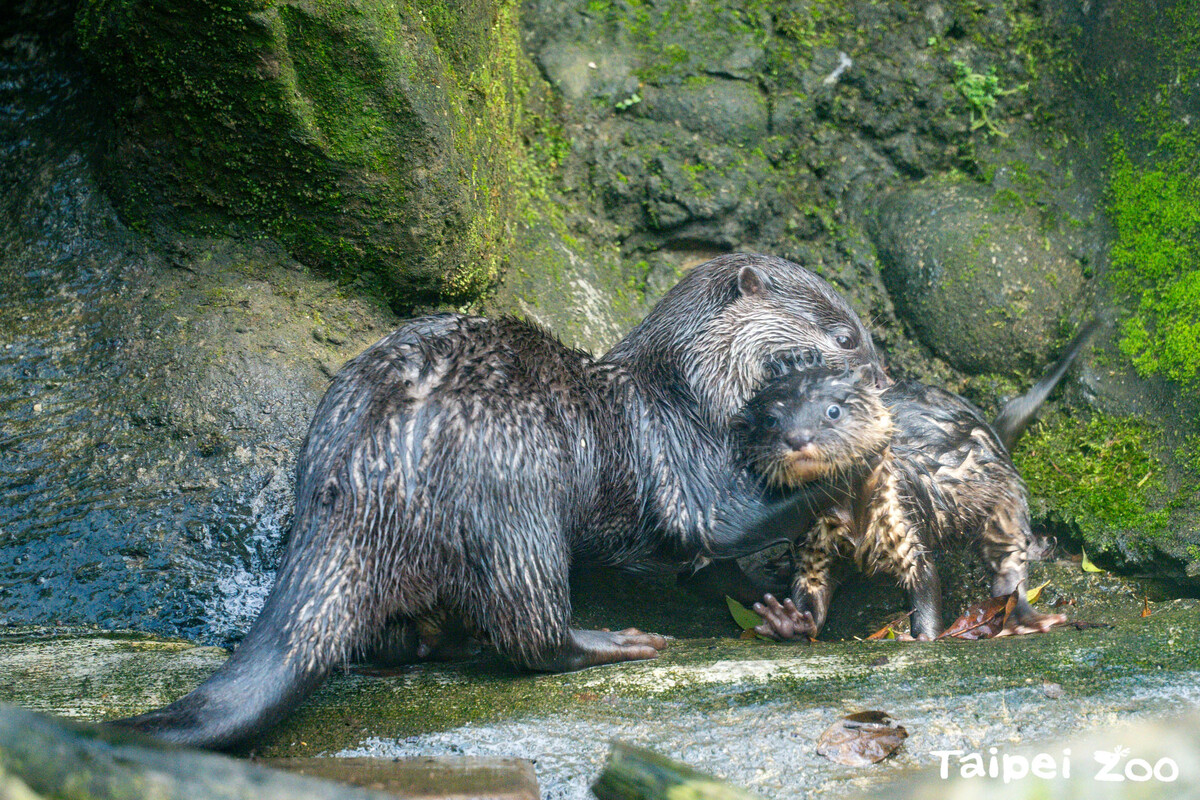 小爪水獺蜜香叼仔。 圖：翻攝自台北市立動物園官網