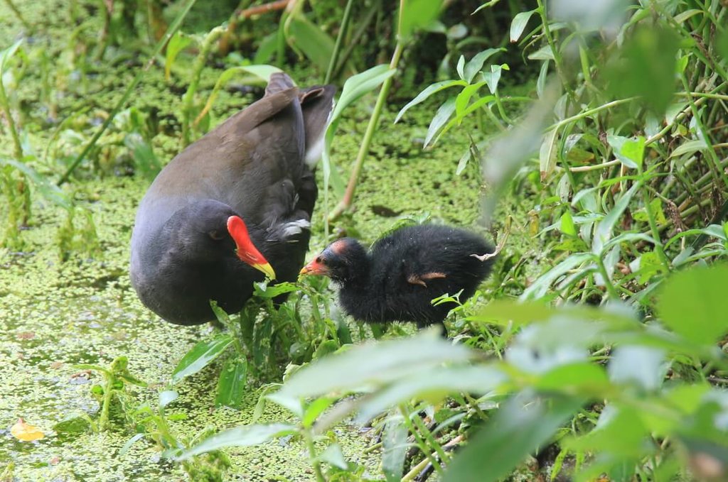 農業部生物多樣性研究所、中華民國野鳥學會和美國康乃爾大學鳥類研究室攜手推動台灣首次鳥類地圖計畫，透過望遠鏡與錄音設備，記錄台灣鳥類生態地圖，預計2028年繪製完成。 圖：中華鳥會／提供