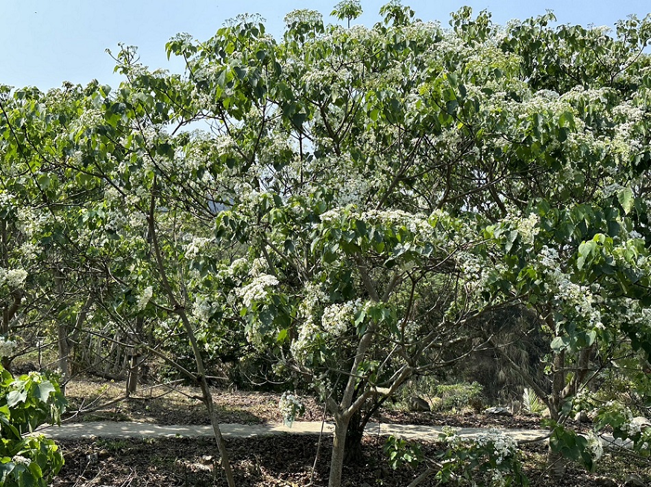 柚子在每年穀雨時節前後開花，柚花季總是吸引大批賞花遊客，漫步柚花林。 圖：取自台南市政府官網