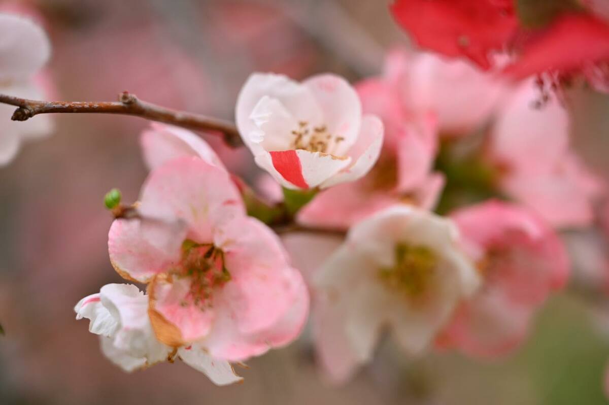 武陵農場還有極少見一半紅、一半白的「紅透半邊天」海棠花，是自然界中極為少見的「鑲崁體」，由2種或多種遺傳上不同細胞的類型，混合而成的植物體。 圖：翻攝自武陵農場Wuling Farm粉絲專頁