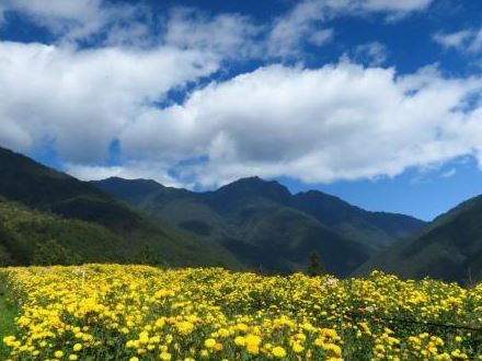 農場裡還有栽植高山杭菊，杭菊有時也會出現鑲崁體的花朵，十分少見。 圖：取自國軍退除役官兵輔導委員會武陵農場官網
