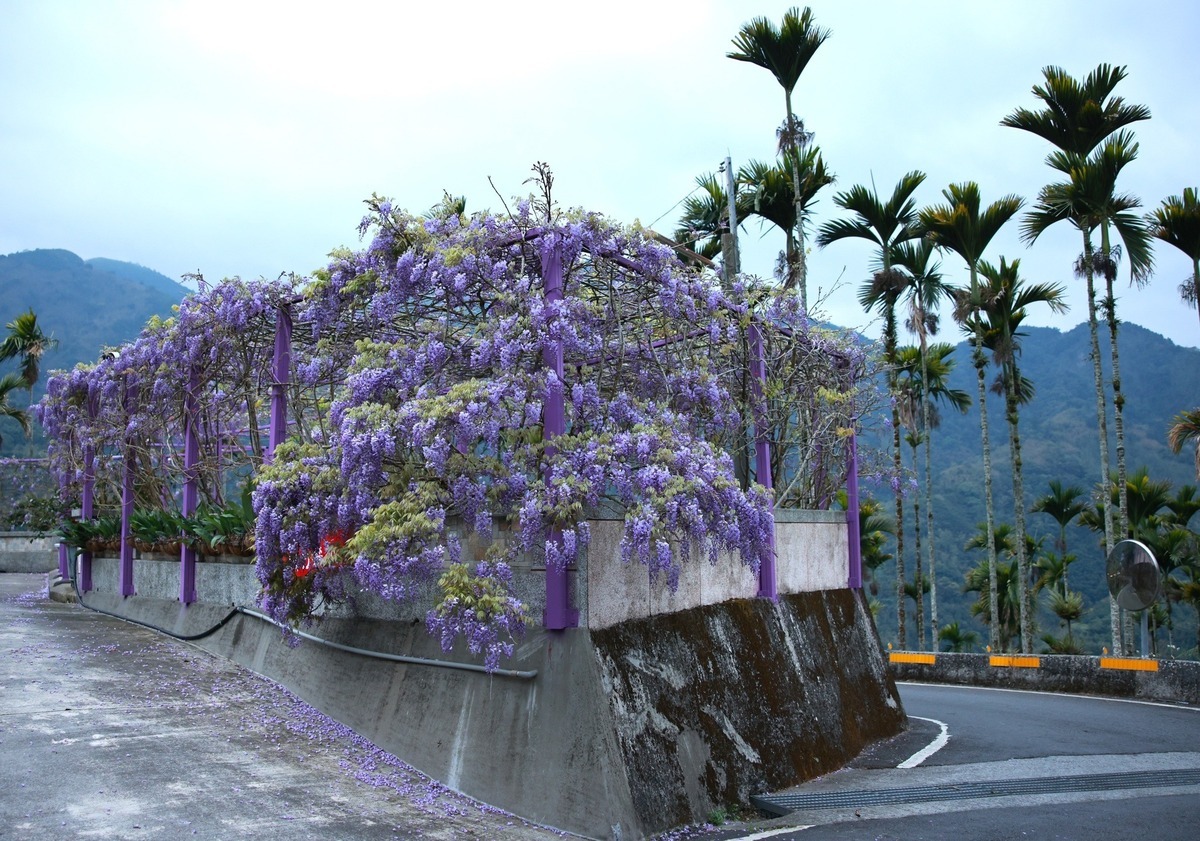 嘉義縣梅山鄉瑞里地區最具代表性的紫藤花於3月陸續綻放。 圖：取自嘉義縣文化觀光局粉絲專頁